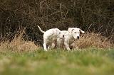 DOGUE ARGENTIN 140